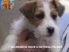 Jack Russell Terrier - Cuccioli Altamente Selezionati 428582c.jpg