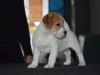 Jack Russell Terrier - Cuccioli Altamente Selezionati 428582g.jpg