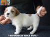 Jack Russell Terrier - Cuccioli Altamente Selezionati 428582h.jpg