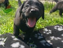 Cuccioli di LABRADOR RETRIEVER NERI --- ALLEVAMENTO CucciolidiLABRADORRETRIEVERNERIALLEVAMENTO12.jpg