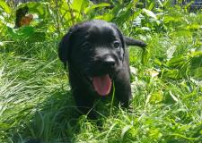 Cuccioli di LABRADOR RETRIEVER NERI --- ALLEVAMENTO CucciolidiLABRADORRETRIEVERNERIALLEVAMENTO1234.jpg