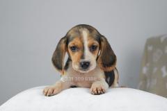 Cucciola di Beagle femmina CuccioladiBeaglefemmina1.jpg