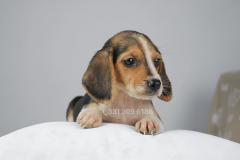 Cucciola di Beagle femmina CuccioladiBeaglefemmina123.jpg
