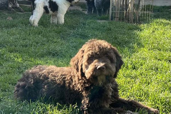 Lagotto Romagnolo in vendita lagottoromagnoloinvendita.jpg