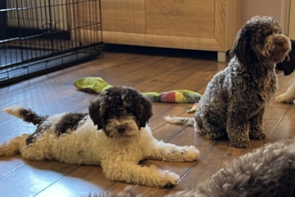 Lagotto Romagnolo in vendita lagottoromagnoloinvendita123456.jpg