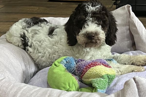 Lagotto Romagnolo in vendita lagottoromagnoloinvendita1234567.jpg