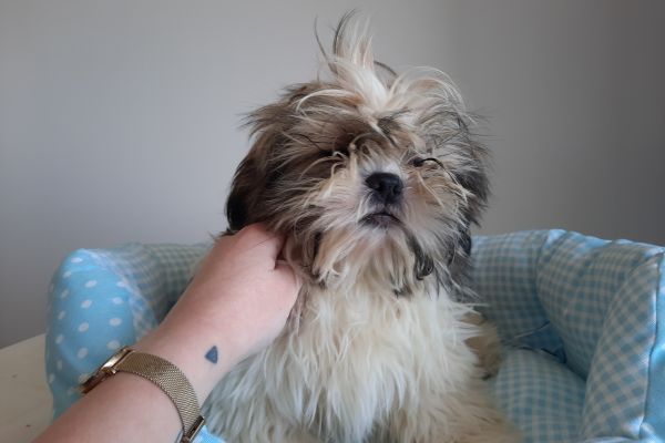 Shih Tzu shihtzu-646c80388fbf1.jpg