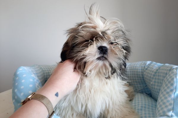 Shih Tzu shihtzu-646c803992c7c.jpg