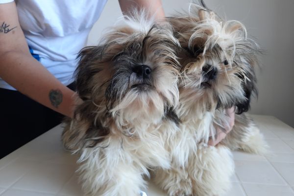 Shih Tzu shihtzu-646c803c19b84.jpg