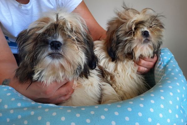 Shih Tzu shihtzu-646c803d7794a.jpg
