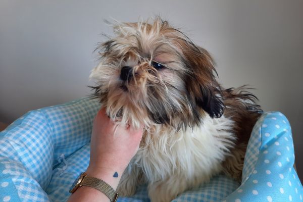 Shih Tzu shihtzu-646c803edbc94.jpg