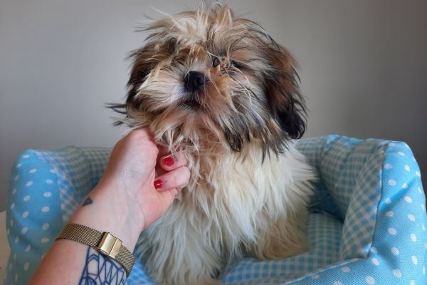 Shih Tzu shihtzu-646c80403ce75.jpg