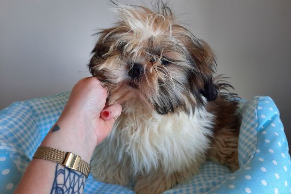 Shih Tzu shihtzu-646c80419217c.jpg