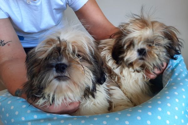 Shih Tzu shihtzu-646c804301e13.jpg