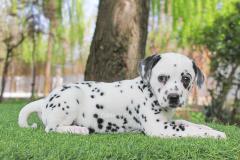 Cuccioli di Dalmata CucciolidiDalmata.jpg