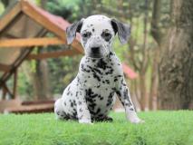 Cuccioli di Dalmata CucciolidiDalmata1.jpg