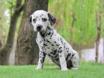 Cuccioli di Dalmata CucciolidiDalmata12.jpg