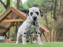 Cuccioli di Dalmata CucciolidiDalmata123.jpg