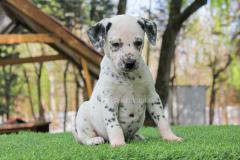 Cuccioli di Dalmata CucciolidiDalmata1234.jpg