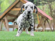 Cuccioli di Dalmata CucciolidiDalmata12345.jpg