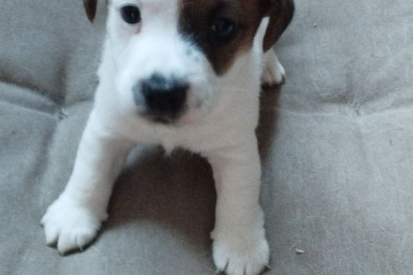 Cuccioli di jack Russel con pedigree cucciolidijackrusselconpedigre.jpeg