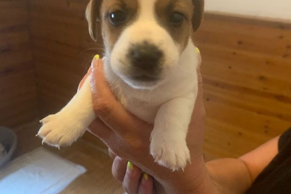 Cuccioli di jack Russel con pedigree cucciolidijackrusselconpedigre.jpg