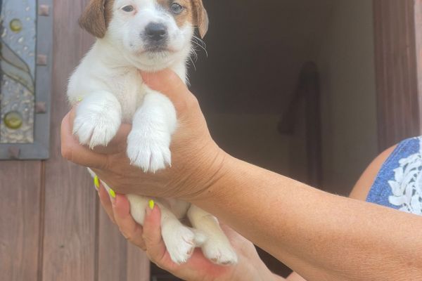 Cuccioli di jack Russel con pedigree cucciolidijackrusselconpedigre1.jpg