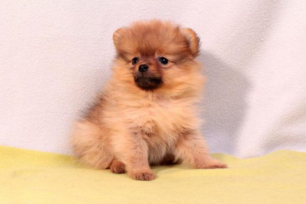 Pomerania cuccioli Spitz toy pomeraniacucciolispitztoy.jpg