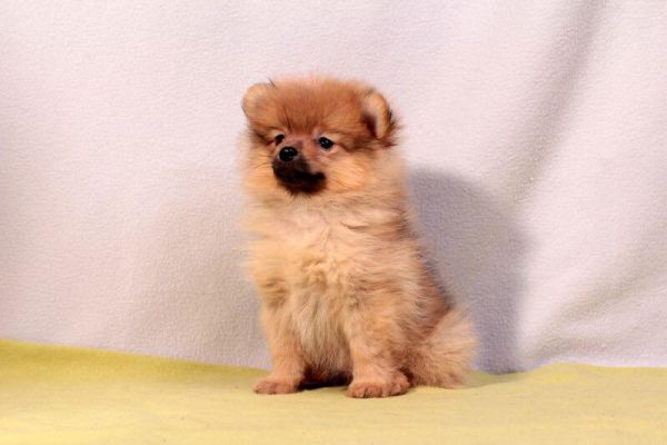 Pomerania cuccioli Spitz toy pomeraniacucciolispitztoy1.jpg