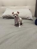 2 Chihuahua Welpen Puppy Cuccioli Bianco e Nero ChihuahuaWelpePuppyCucciolo-6007217082c95.jpg