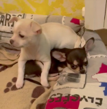 2 Chihuahua Welpen Puppy Cuccioli Bianco e Nero ChihuahuaWelpePuppyCucciolo-60072187d10f0.png