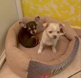 2 Chihuahua Welpen Puppy Cuccioli Bianco e Nero ChihuahuaWelpePuppyCucciolo-60072188d63cf.png
