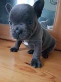 Adorabili cuccioli di Bulldog Francese blu AdorabilicucciolidiBulldogFranceseblu.jpg