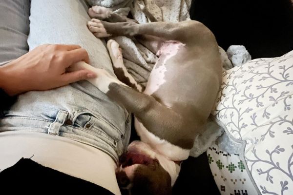 Totti , cucciolo Amstaff maschio totticuccioloamstaffmaschio.jpg