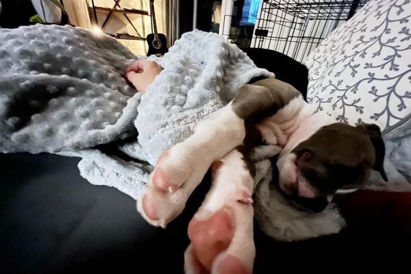 Totti , cucciolo Amstaff maschio totticuccioloamstaffmaschio1.jpg