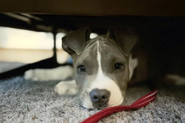 Totti , cucciolo Amstaff maschio totticuccioloamstaffmaschio12.jpg