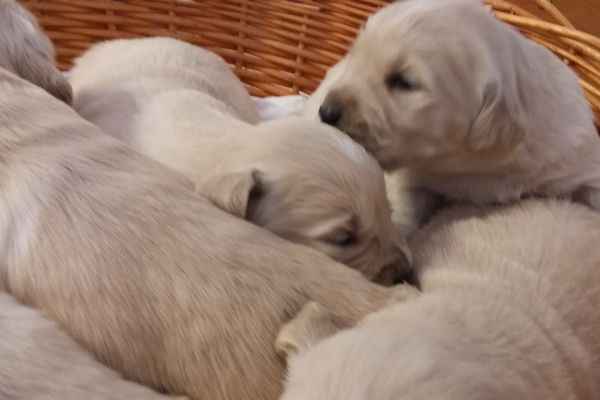 vendesi uccioli di golden retreiver vendesiucciolidigoldenretreive.jpg