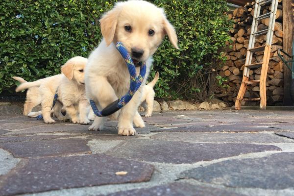 vendesi uccioli di golden retreiver vendesiucciolidigoldenretreive1.jpg
