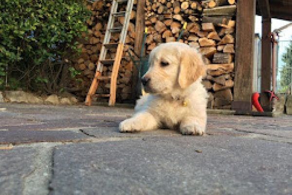 vendesi uccioli di golden retreiver vendesiucciolidigoldenretreive12.jpg