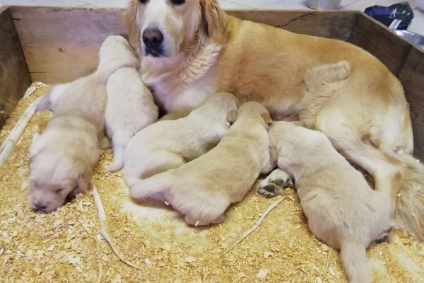 vendesi uccioli di golden retreiver vendesiucciolidigoldenretreive1234567.jpg