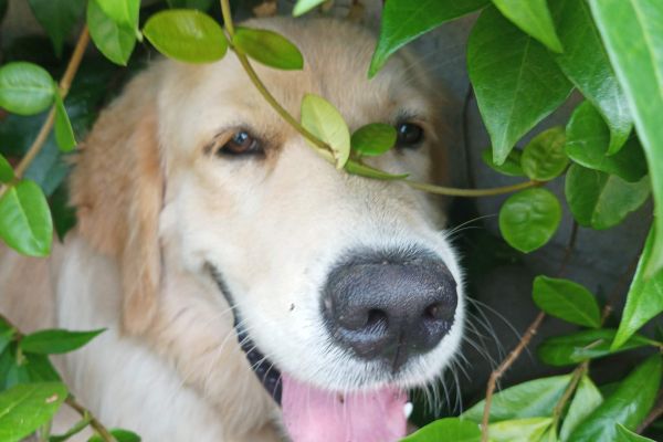 vendesi uccioli di golden retreiver vendesiucciolidigoldenretreive12345678.jpg