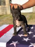 Cuccioli American Pitbull CuccioliAmericanPitbull1.jpg