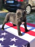 Cuccioli American Pitbull CuccioliAmericanPitbull12.jpg