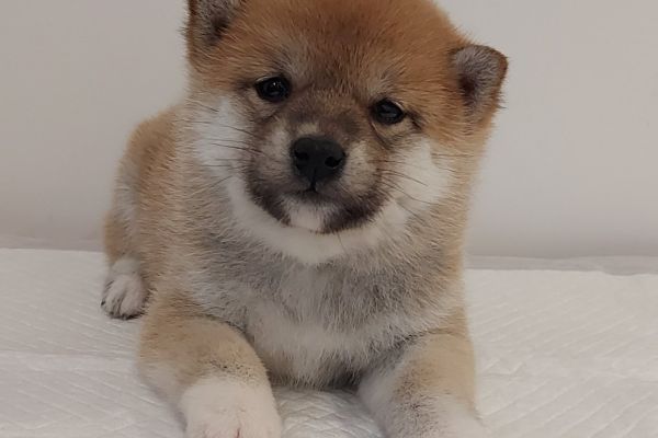 Shiba Inu cuccioli shibainucuccioli.jpg