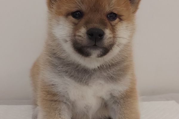 Shiba Inu cuccioli shibainucuccioli1234.jpg