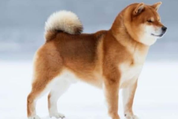 Shiba Inu cuccioli shibainucuccioli123456.jpg