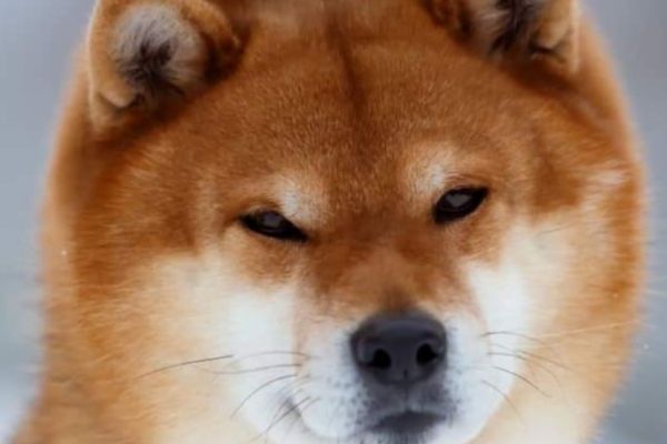 Shiba Inu cuccioli shibainucuccioli1234567.jpg