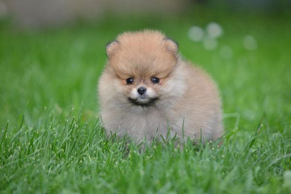 Spitz di Pomerania bellissimi cuccioli spitzdipomeraniabellissimicucc.jpg