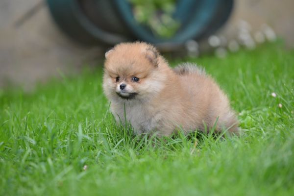 Spitz di Pomerania bellissimi cuccioli spitzdipomeraniabellissimicucc1.jpg