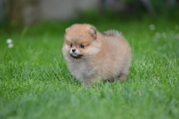 Spitz di Pomerania bellissimi cuccioli spitzdipomeraniabellissimicucc123.jpg